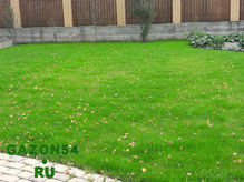 Посевной газон от gazon54.ru. Пример6